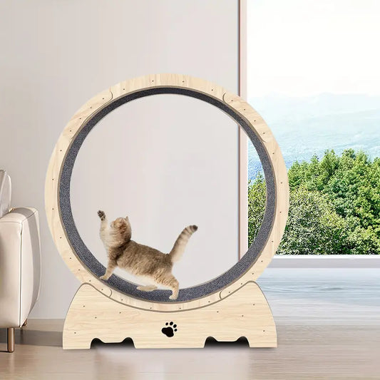 Cat running wheel