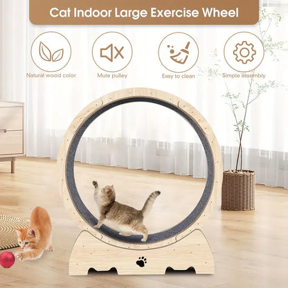 Cat running wheel